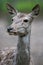 Potrait of a red deer Cervus elaphus