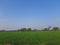 Potrait of rice field