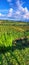 Potrait of rice field at beach