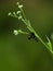 potrait of small bug on green plant