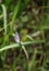 potrait of small butterfly on green leaf