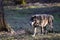 Potrait of a timberwolf family in the forest