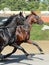 Potrait of a two horses trotter breed in motion on hippodrome.