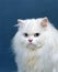 Potrait of White Persian Domestic Cat with Blue Eyes