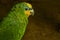 A potrait of a wild yellow headed parrot in the jungle of Ecuador