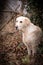 Potrtait of labrador in nature in ivy