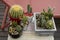 pots with assorted cacti on wooden table