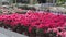 Pots with azaleas on the shelf in greenhouse