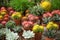 Pots with beautiful cacti and echeverias, closeup