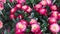 pots of beautiful colored Asteraceae flowers