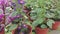 pots of beautiful colored Asteraceae flowers