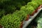 Pots with beautiful evergreen hebe shrubs growing in greenhouse