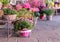 Pots with blooming pink flowers for sale outside of flower shop. Garden store entrance decorated with rustic style forged bench an