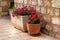 Pots with bushes of blooming plants. Landscape design. Geranium. Bushes with red and purple flowers in light ceramic flower pots