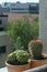 Pots with cereus cactus, hedgehog and barrel cactus and matucana in attic terrace