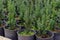 Pots with Chinese juniper Strickt seedlings on the nursery site