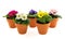 Pots with colorful Primroses