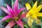 Pots with decorative flowers Guzmania lingulata with pink and yellow flowers