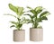 Pots with Dieffenbachia plants isolated. Home decor