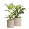 Pots with Dieffenbachia plants isolated. Home decor