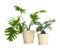 Pots with different exotic plants isolated. Home decor