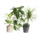 Pots with different exotic plants isolated. Home decor