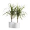 Pots with Dracaena plants isolated. Home decor