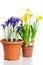 Pots of dwarf iris and daffodils