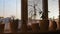 Pots with flowers on a window with blinds with the dawn sun. Smooth camera pan