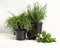 Pots with fresh aromatic herbs on white table