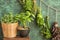 Pots with fresh herbs and bunches hanging on color background