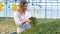 Pots with fully-grown lettuce are being checked by a lady in a hothouse. Healthy products production concept.