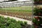 Pots with geranium seedlings in hothouse