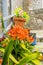 Pots hanging on the wall with flowers in the city of Valldemosa