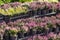 Pots with pink heather in boxes. Garden center, market, shop