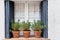 Pots with plants in a white and blue window in a mediterranean village in summertime