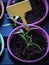 pots with seedlings. a tag with an empty space for your text was stuck in the ground. lettering on the tag. seedlings on the windo