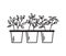 Pots with seedlings on a white background in the outline style. Vector illustration