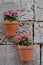 Pots on wall with pink and red kalanchoe blossfeldiana, flaming Katy, Christmas kalanchoe plant