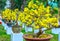 Pots yellow apricot flowering bonsai in spring Vietnam