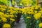 Pots yellow apricot flowering bonsai in spring Vietnam with modern tree is reaching its certainly bloom bright yellow