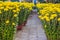 Pots yellow apricot flowering bonsai in spring Vietnam with modern tree is reaching its certainly bloom bright yellow