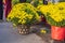 Pots yellow apricot flowering bonsai in spring Vietnam with modern tree is reaching its certainly bloom bright yellow