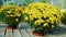 Pots with yellow chrysanthemums on a wooden counter. Plant nursery, flower sale concept