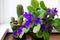 Potted African Violet and cactus