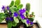 Potted African Violet and cactus