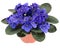 Potted African Violet (Saintpaulia ionantha)