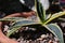 Potted agave americanca variegated