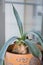 Potted agave with blue leaves