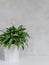 Potted Aglaonema houseplant on a white table.